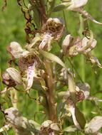 Image of Lizard orchid