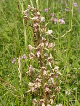 Image of Lizard orchid