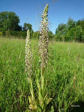 Himantoglossum hircinum (L.) Spreng. resmi