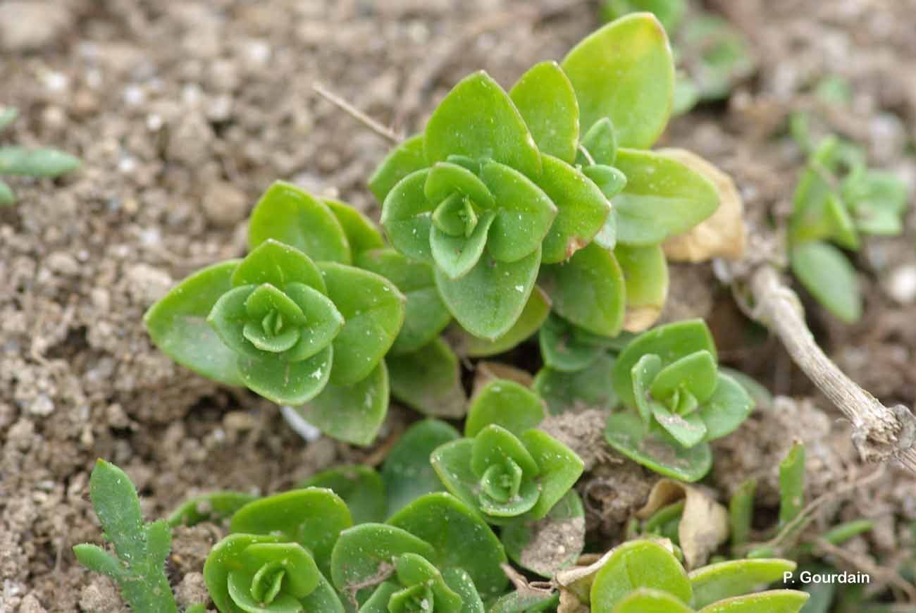 Image of sea sandwort