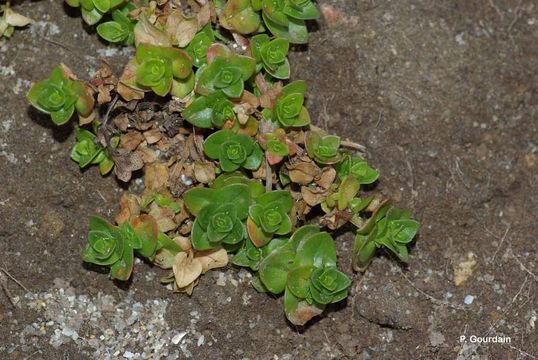 Image of sea sandwort