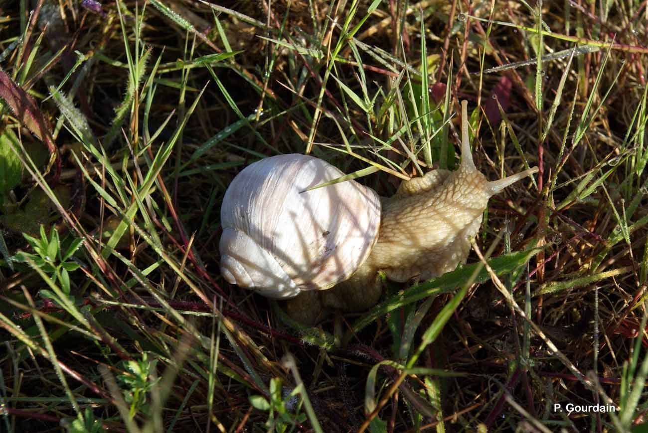 Image of Helix pomatia Linnaeus 1758