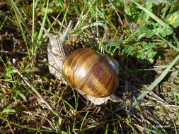 Image of Helix pomatia Linnaeus 1758