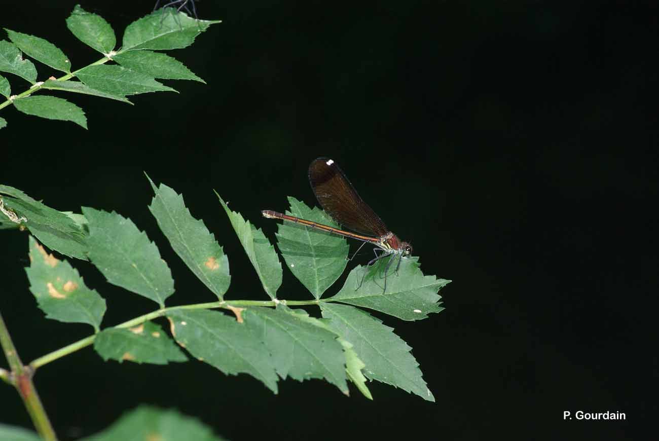 Image of Copper Demoiselle