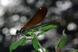 Image of Beautiful Demoiselle