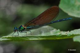 Image of Beautiful Demoiselle