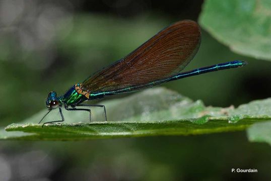 Imagem de Calopteryx virgo (Linnaeus 1758)