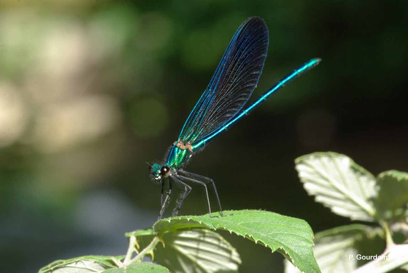 Image of Beautiful Demoiselle