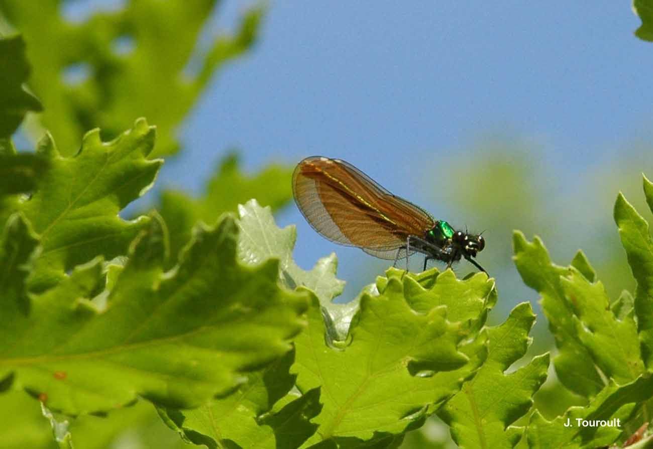 Image of Beautiful Demoiselle