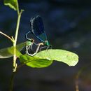 Image of Western Demoiselle