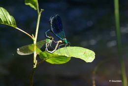 Image of Western Demoiselle