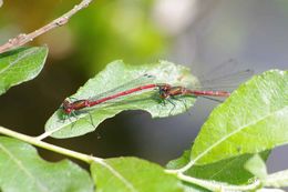 Image of Large Red Damsel