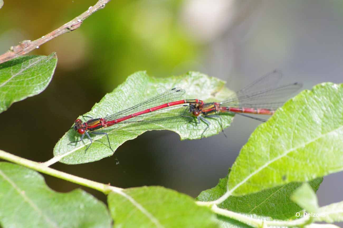 Image of Large Red Damsel