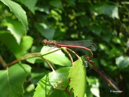 Image of Large Red Damsel