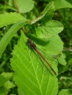 Image of Large Red Damsel