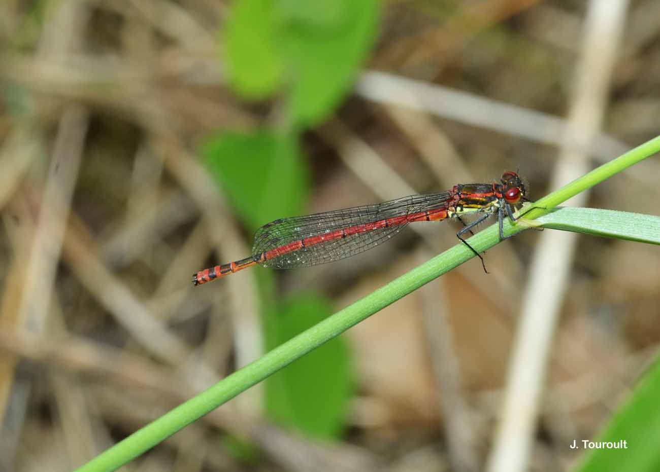 Image of Large Red Damsel