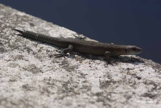 Image of Viviparous lizard