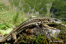 Image of Aran rock lizard