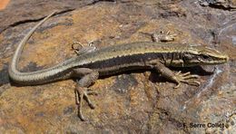 Image of Aurelio’s rock lizard