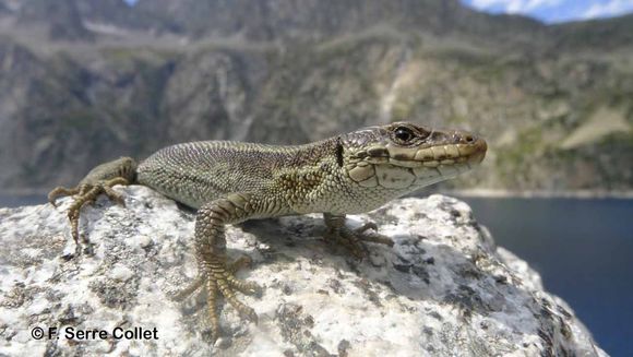 Image of Pyrenean Rock Lizard