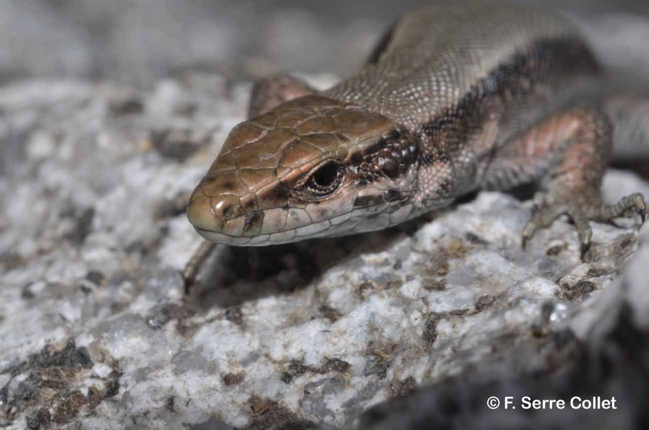 Image of Pyrenean rock lizard