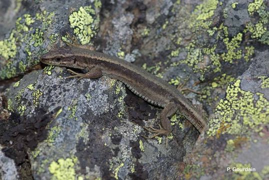 Image of Pyrenean rock lizard