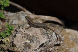 Image of Pyrenean rock lizard