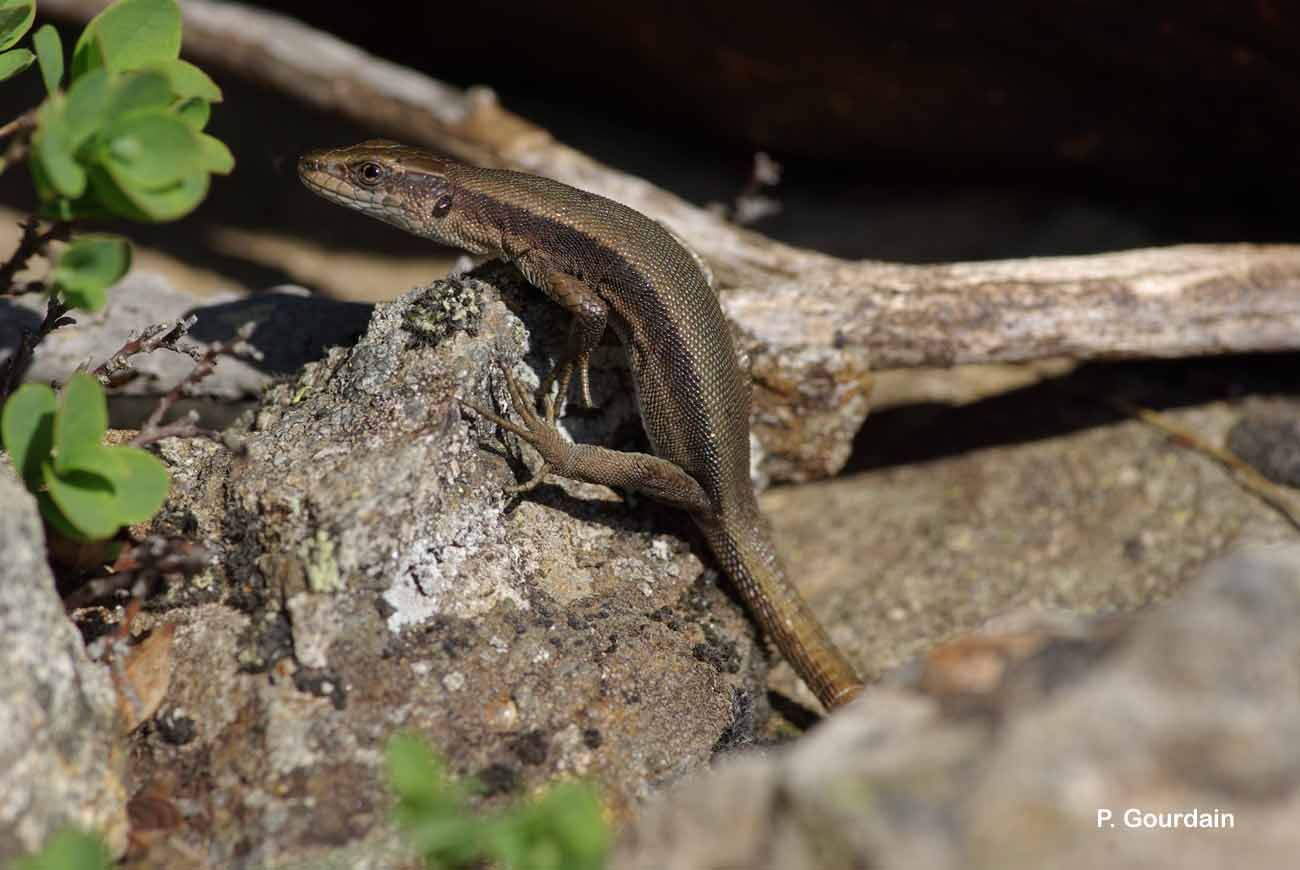 Image of Pyrenean rock lizard