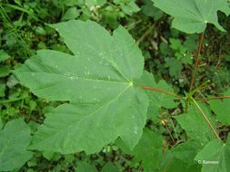 Image of sycamore maple