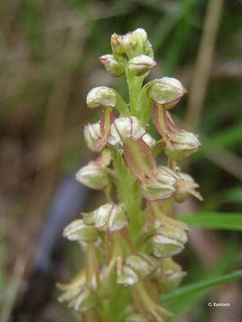 Image of Man orchid