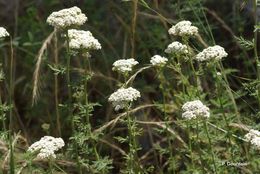 Sivun Achillea ligustica All. kuva