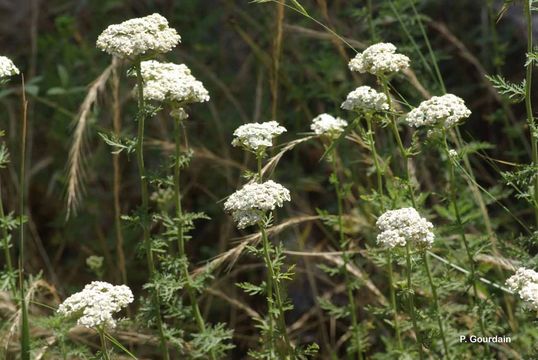 Слика од Achillea ligustica All.