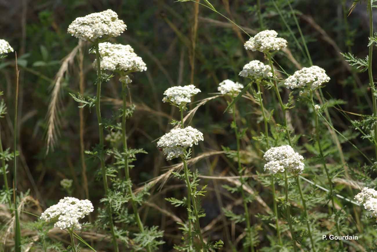 Image of Ligurian yarrow