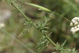 Image of Ligurian yarrow