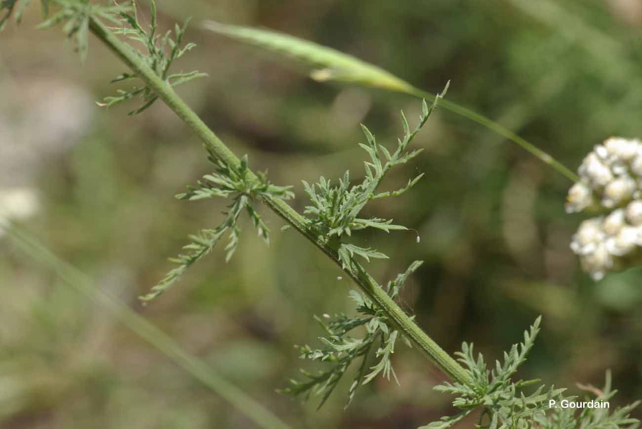 Слика од Achillea ligustica All.