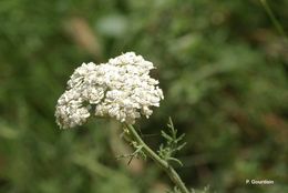 Image of Ligurian yarrow