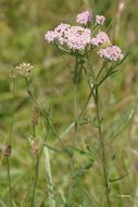 Image of yarrow, milfoil