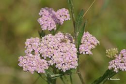 Image of yarrow, milfoil