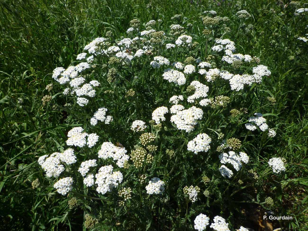 Image of yarrow, milfoil