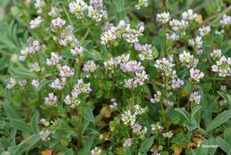 Image of early scurvygrass