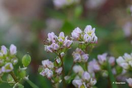 Image of early scurvygrass