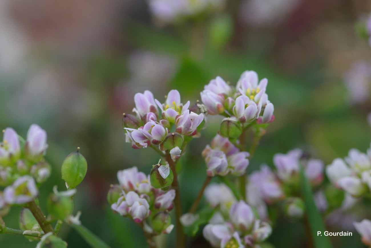 Image of early scurvygrass