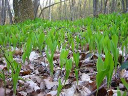 Image of Lily-of-the-valley