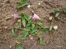 Image of Field Bindweed