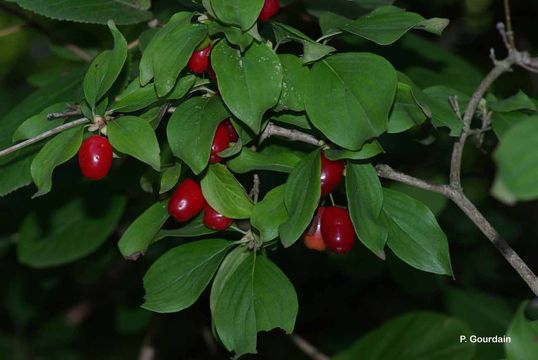 Image of Cornelian cherry dogwood