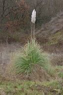 Plancia ëd Cortaderia selloana (Schult. & Schult. fil.) Asch. & Graebn.