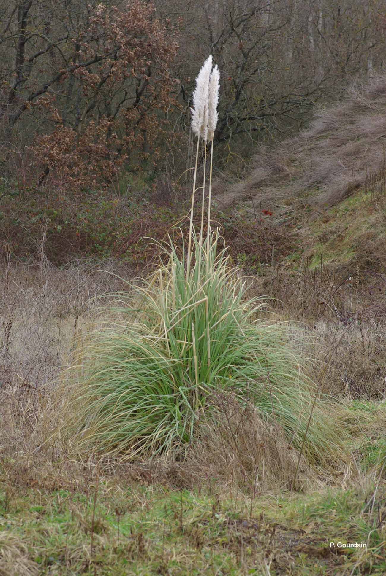 Image of Uruguayan pampas grass