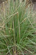 Plancia ëd Cortaderia selloana (Schult. & Schult. fil.) Asch. & Graebn.