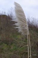 Image of Uruguayan pampas grass