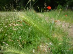 Hordeum murinum L.的圖片